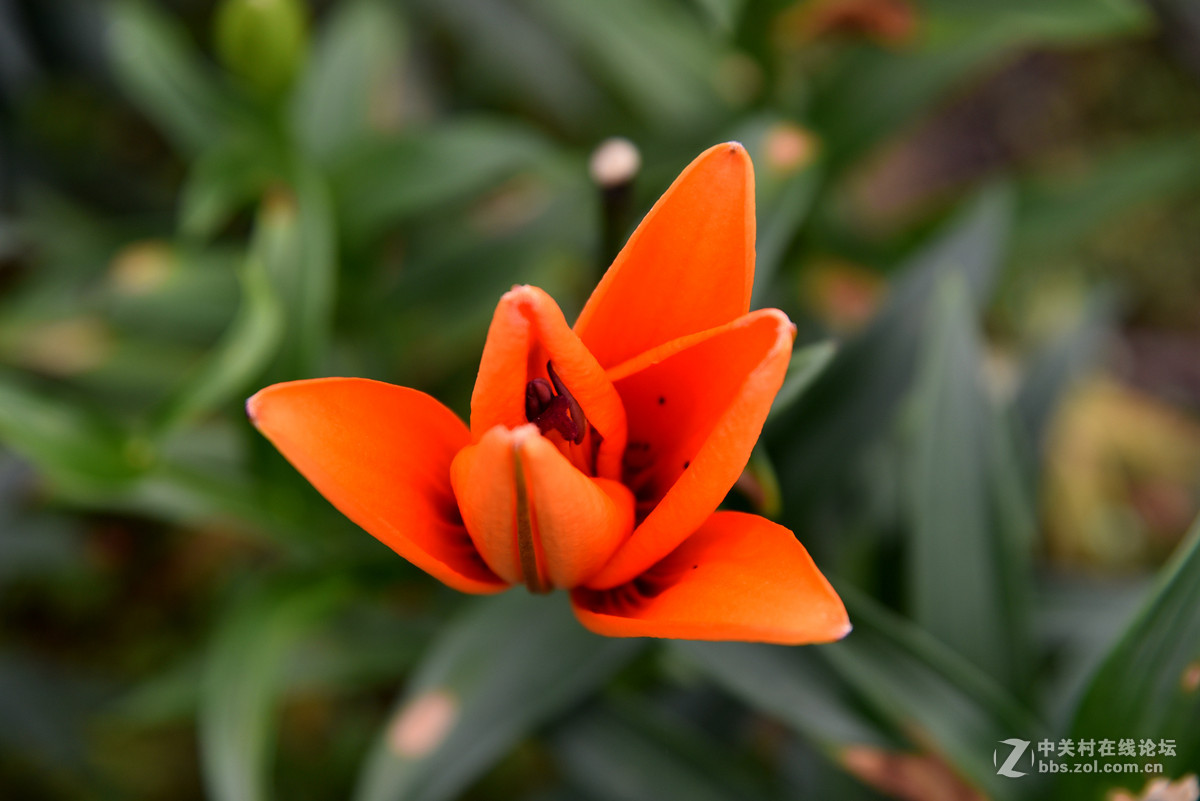 D750……百合花恋