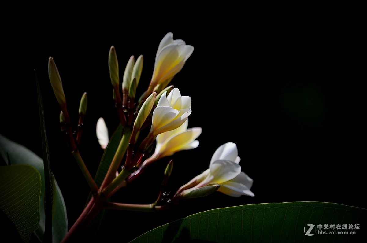#尼康花卉作品赏析#【鸡蛋花】 （老阿推荐）