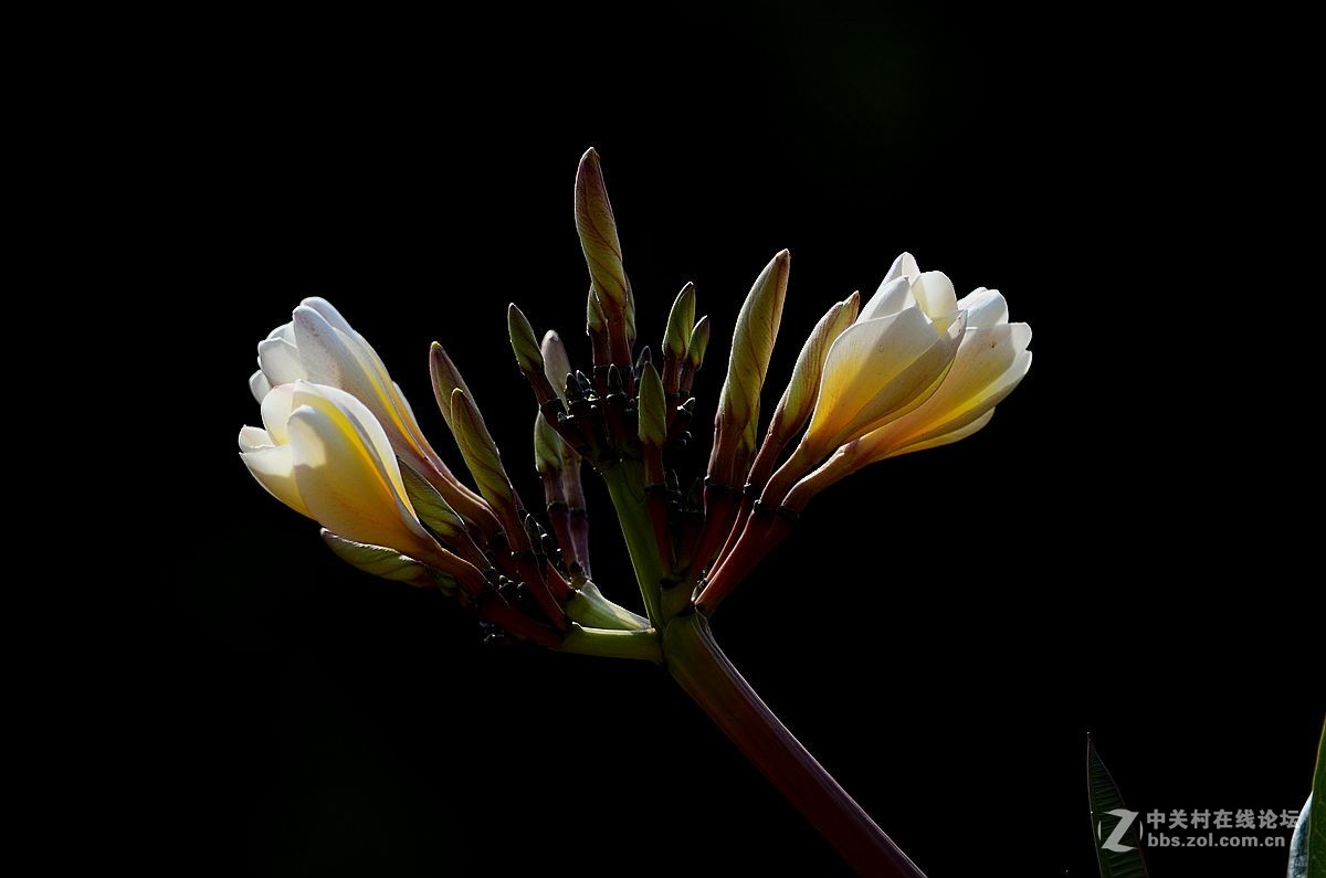 #尼康花卉作品赏析#【鸡蛋花】 （老阿推荐）