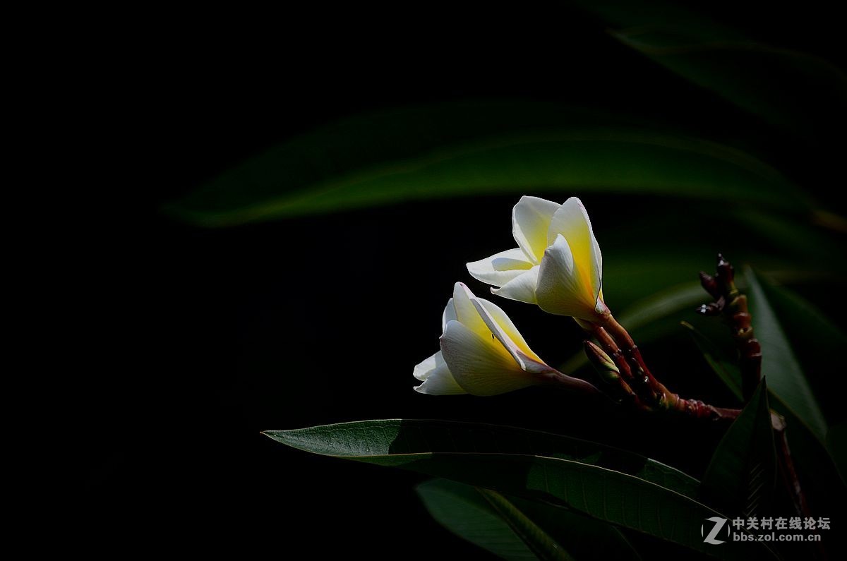 #尼康花卉作品赏析#【鸡蛋花】 （老阿推荐）