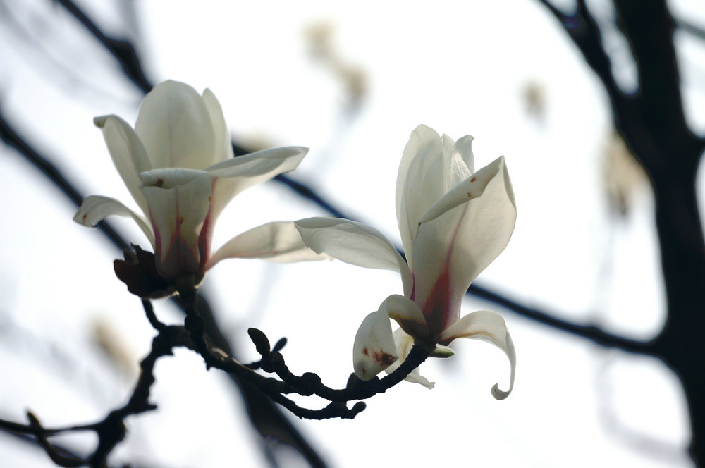 《春之韵》--55-210镜头试拍