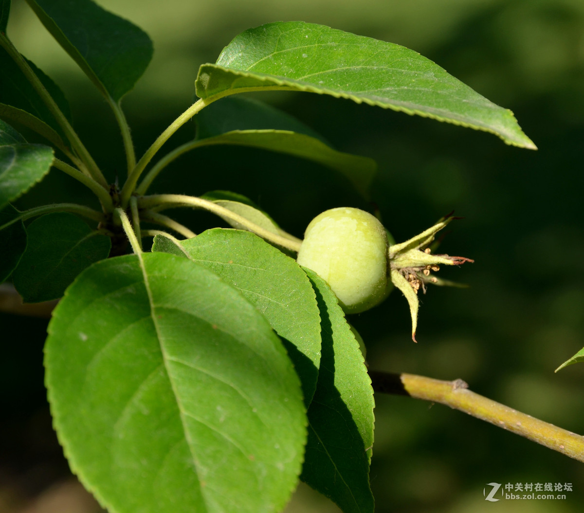青涩3累累海棠果