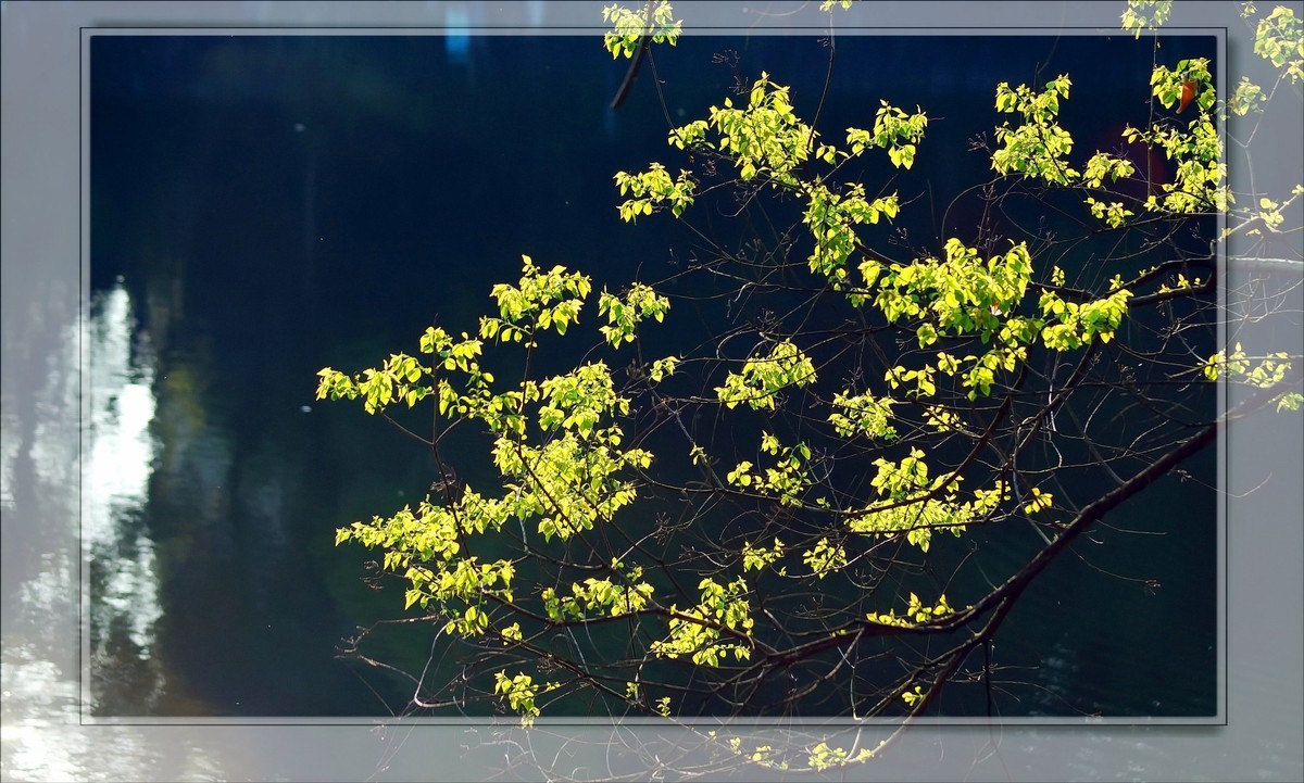 〖 静 悄 悄 的 池 塘 〗