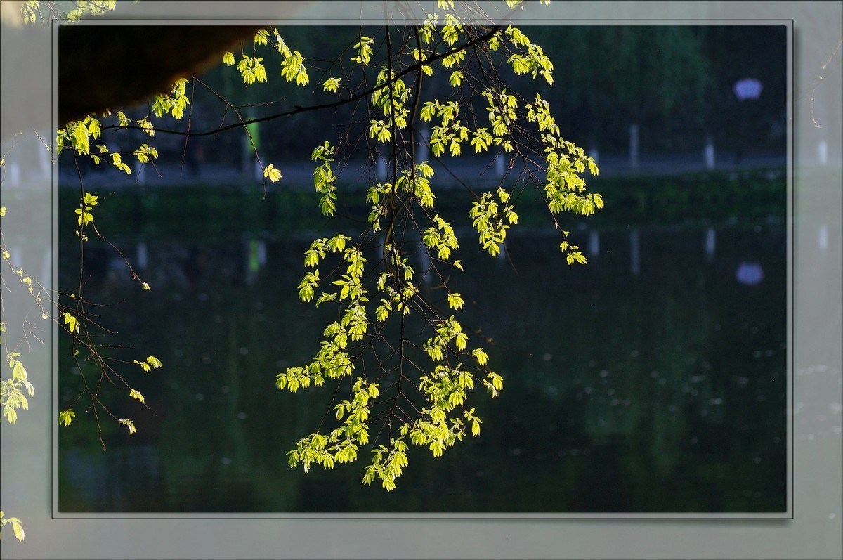 〖 静 悄 悄 的 池 塘 〗