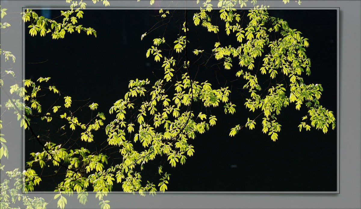 〖 静 悄 悄 的 池 塘 〗