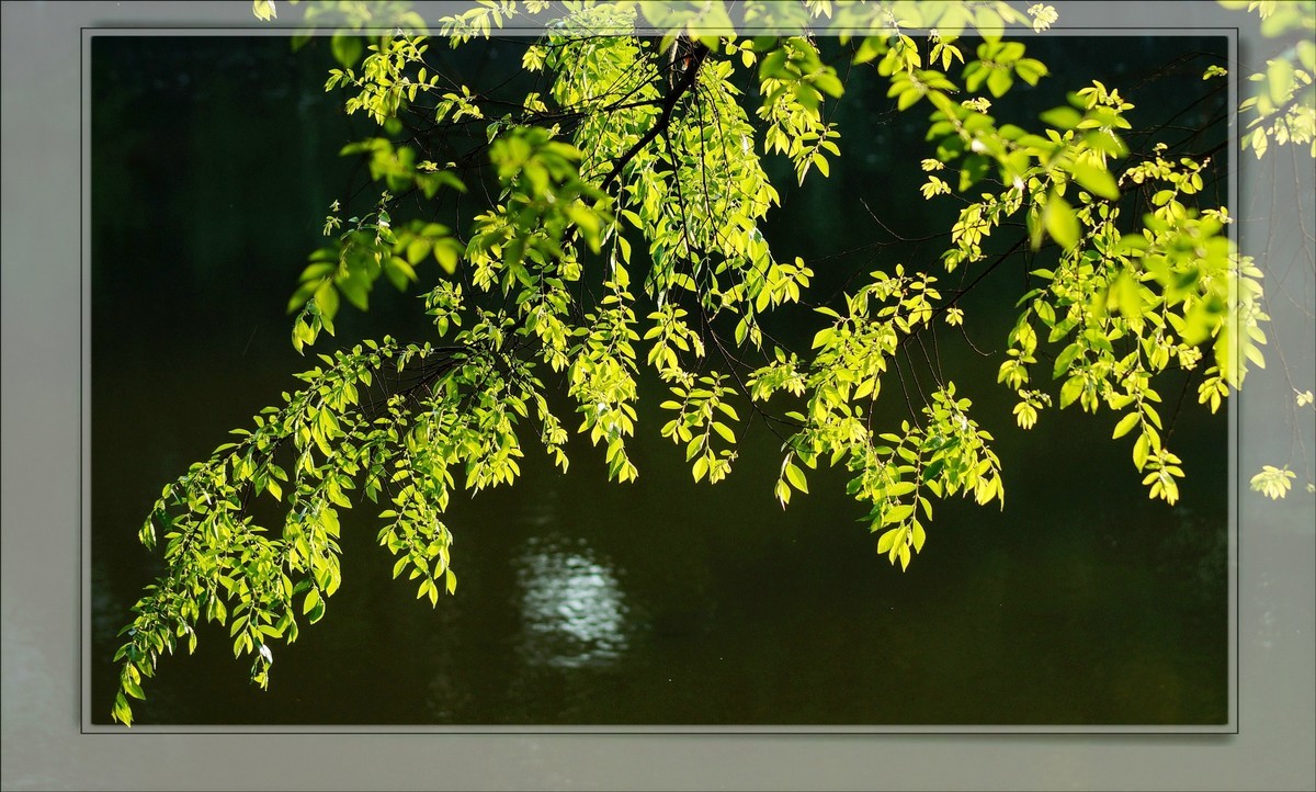 〖 静 悄 悄 的 池 塘 〗