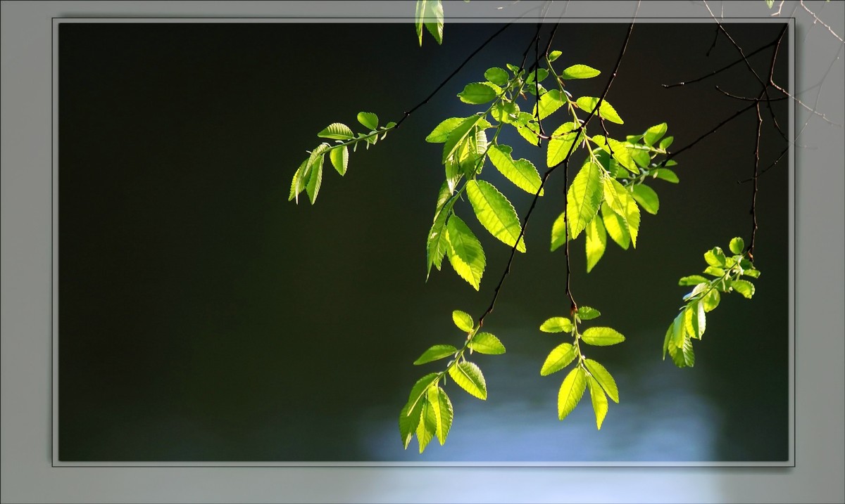 〖 静 悄 悄 的 池 塘 〗