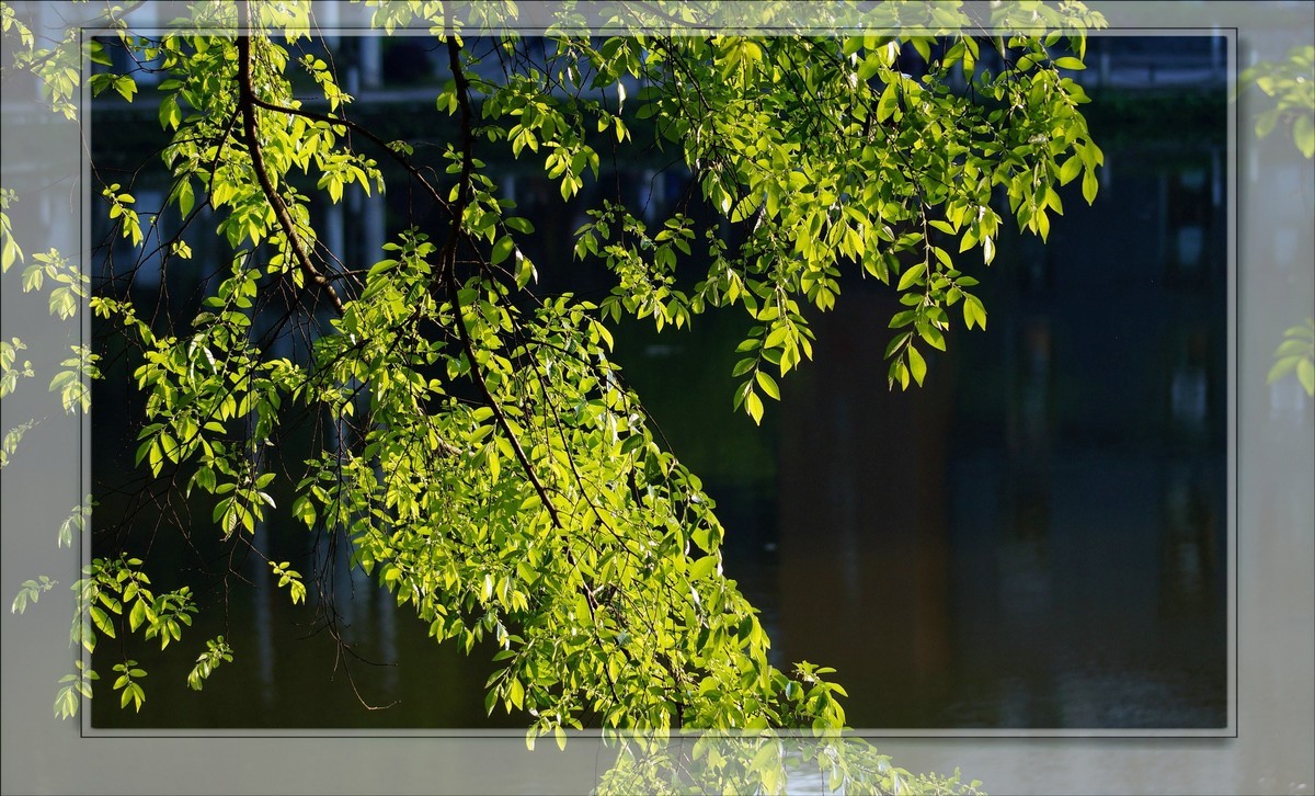 〖 静 悄 悄 的 池 塘 〗