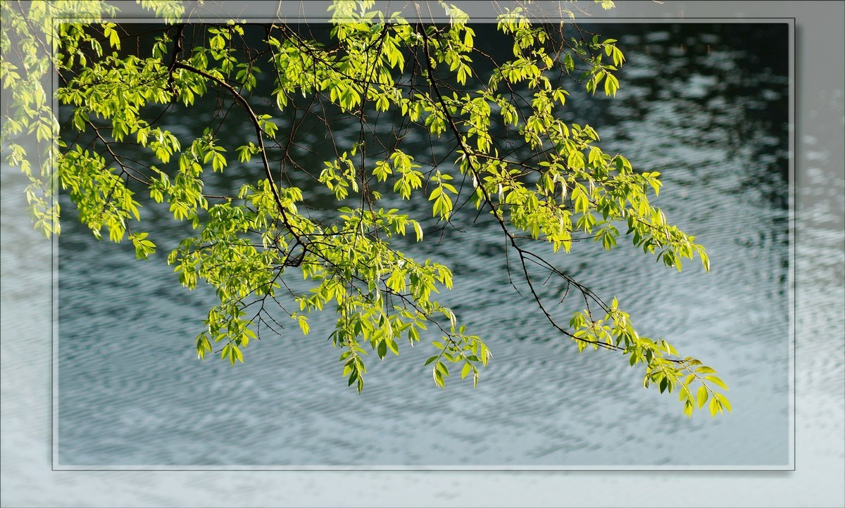 〖 静 悄 悄 的 池 塘 〗