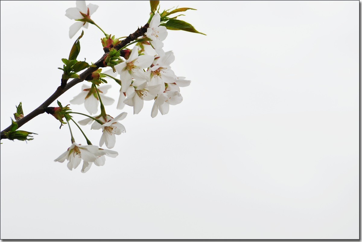 嵩岳公园去赏花