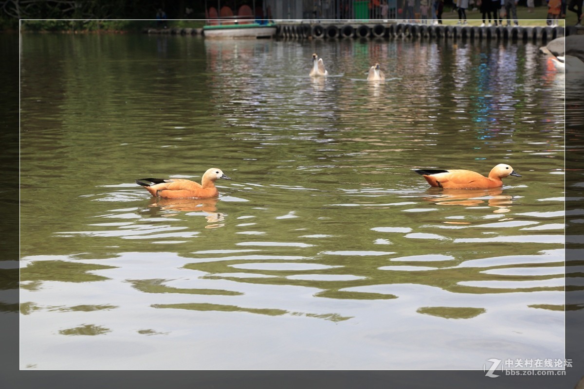 我看像动物园，为什么要叫百草园呢？浙江人真会。。。。。。。！