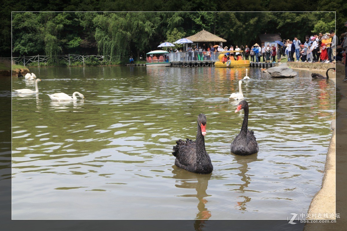 我看像动物园，为什么要叫百草园呢？浙江人真会。。。。。。。！