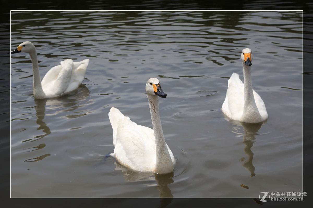 我看像动物园，为什么要叫百草园呢？浙江人真会。。。。。。。！