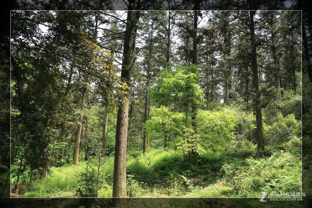 我看像动物园，为什么要叫百草园呢？浙江人真会。。。。。。。！