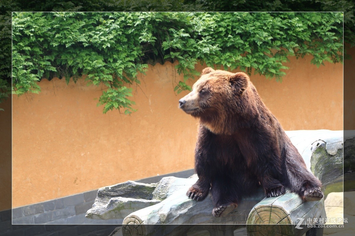 我看像动物园，为什么要叫百草园呢？浙江人真会。。。。。。。！