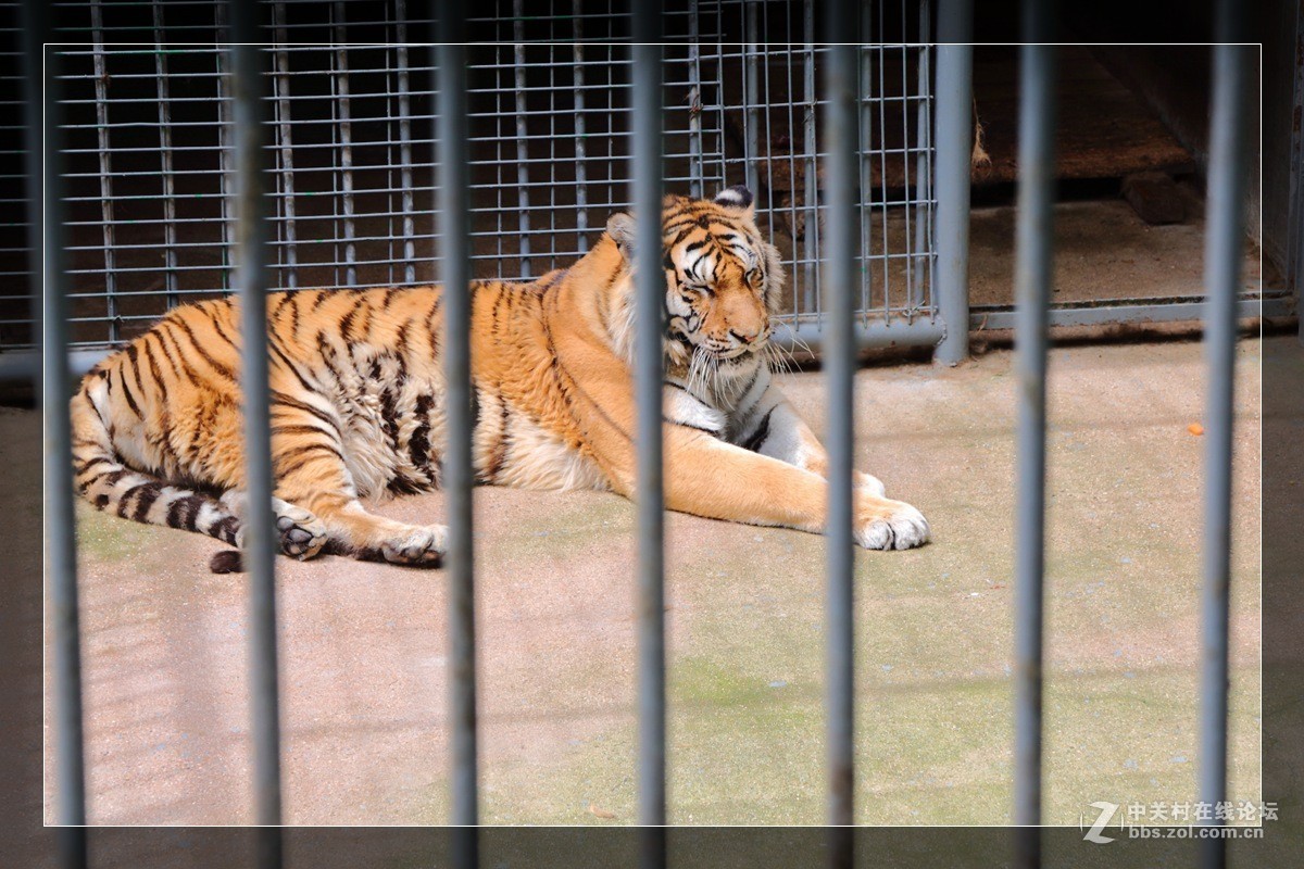 我看像动物园，为什么要叫百草园呢？浙江人真会。。。。。。。！