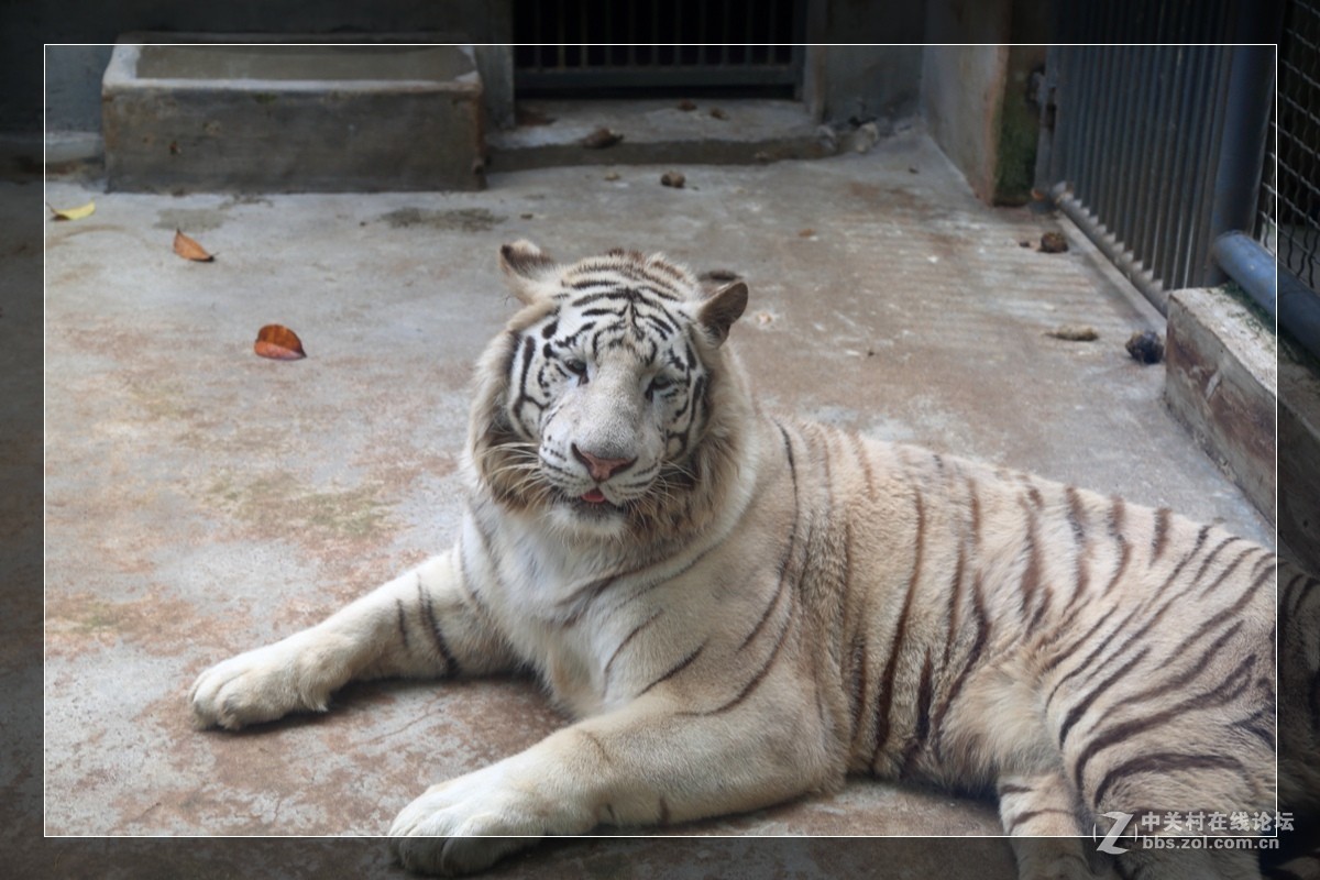 我看像动物园，为什么要叫百草园呢？浙江人真会。。。。。。。！