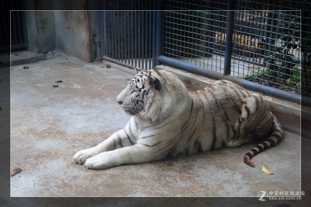 我看像动物园，为什么要叫百草园呢？浙江人真会。。。。。。。！