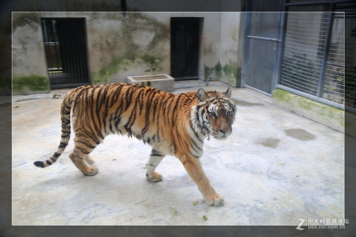 我看像动物园，为什么要叫百草园呢？浙江人真会。。。。。。。！