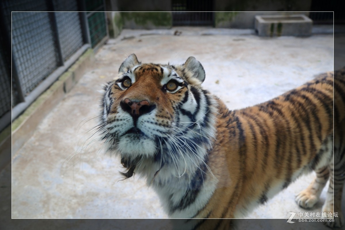 我看像动物园，为什么要叫百草园呢？浙江人真会。。。。。。。！