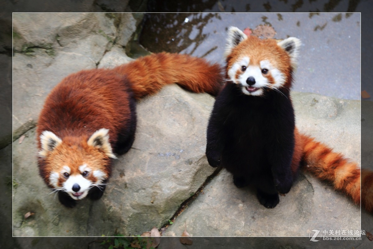 我看像动物园，为什么要叫百草园呢？浙江人真会。。。。。。。！