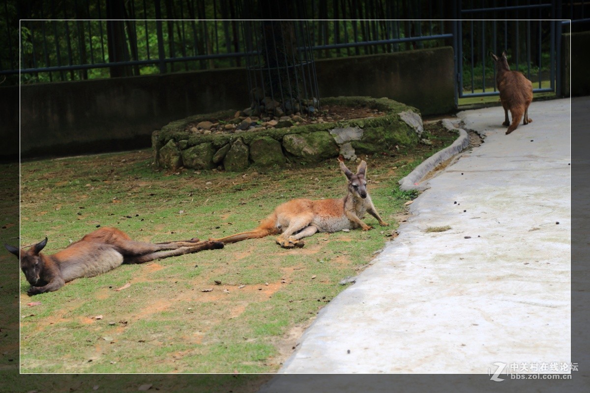 我看像动物园，为什么要叫百草园呢？浙江人真会。。。。。。。！
