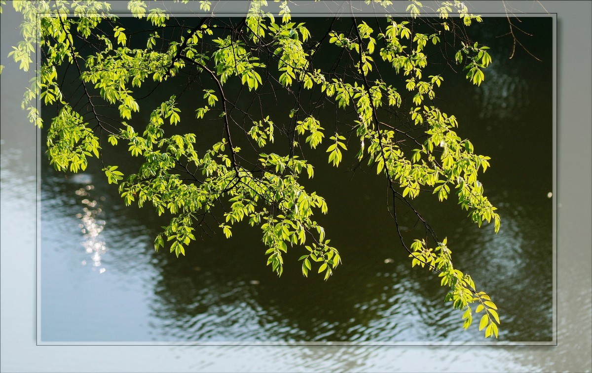 〖 静 悄 悄 的 池 塘 〗