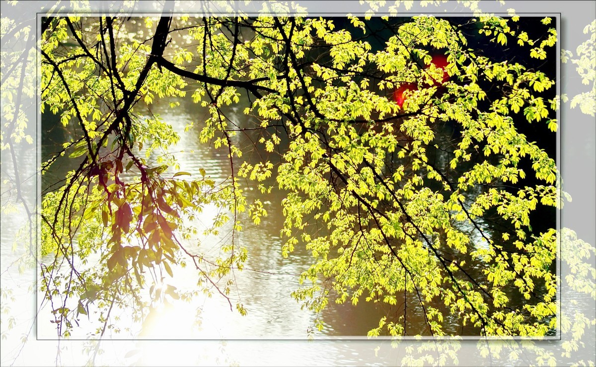 〖 静 悄 悄 的 池 塘 〗