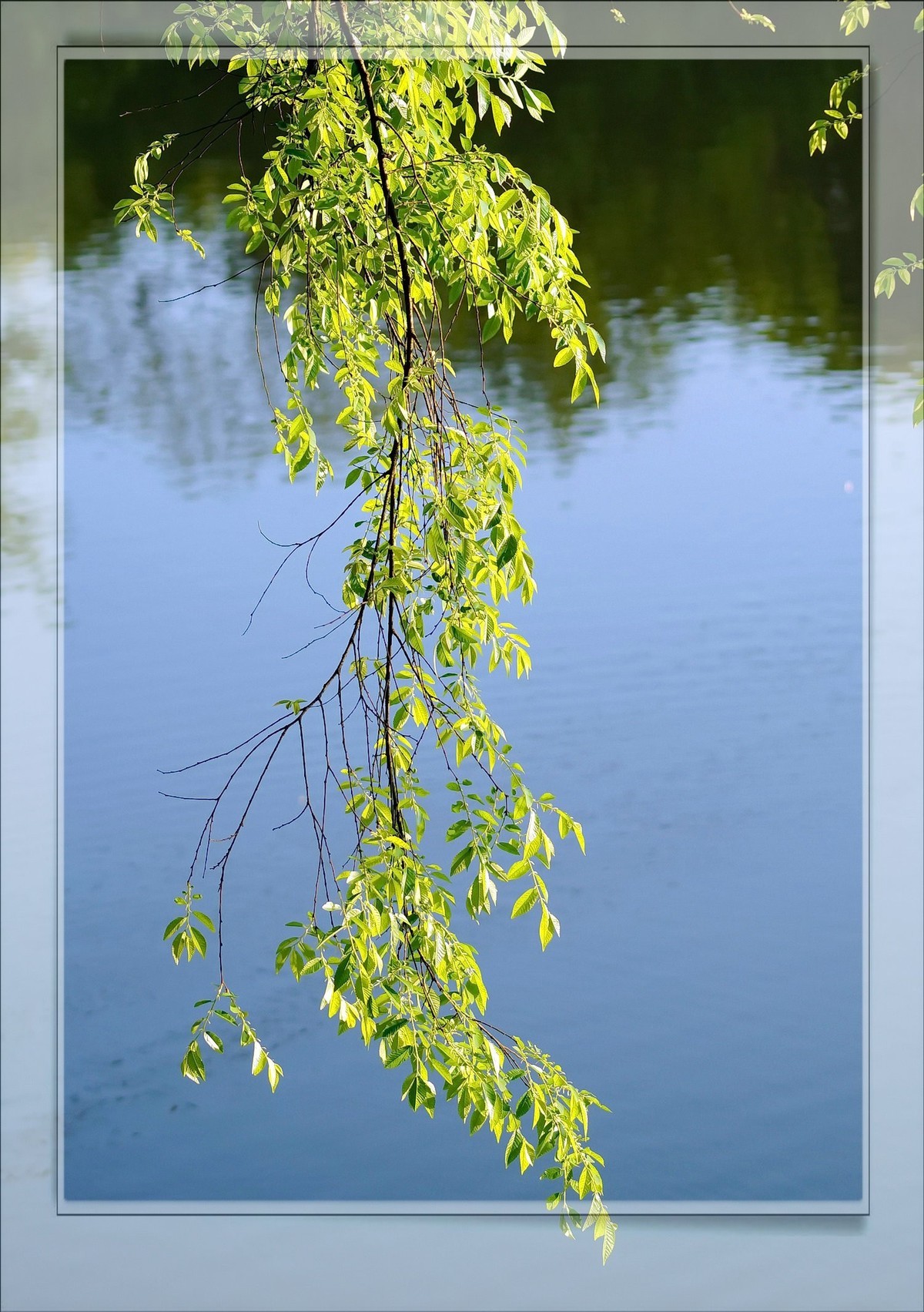 〖 静 悄 悄 的 池 塘 〗