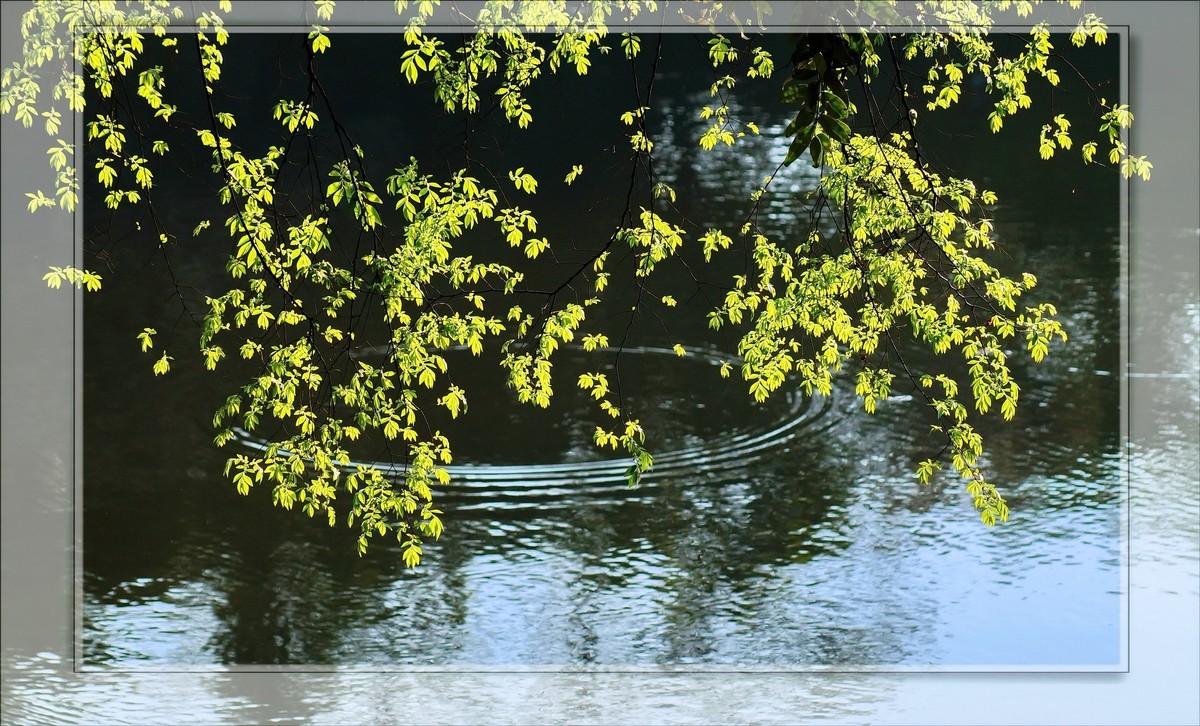 〖 静 悄 悄 的 池 塘 〗