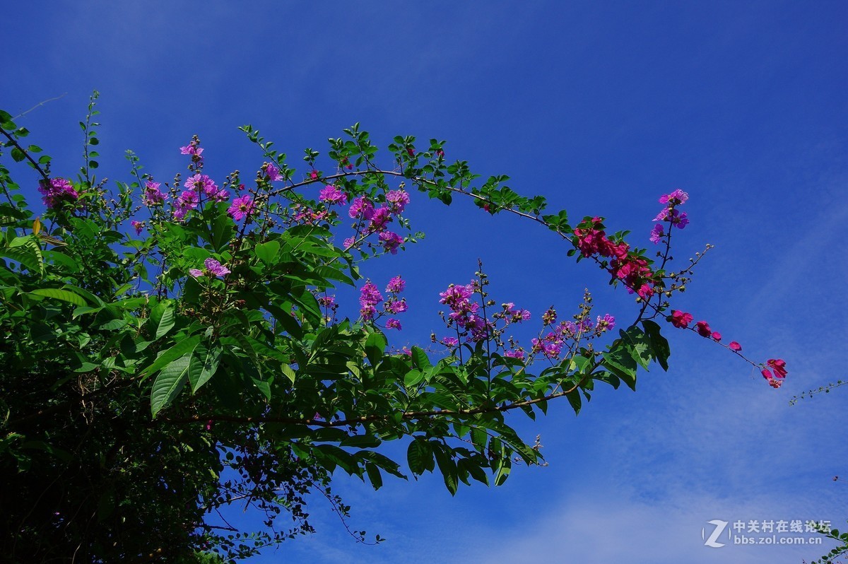 綠樹藍天