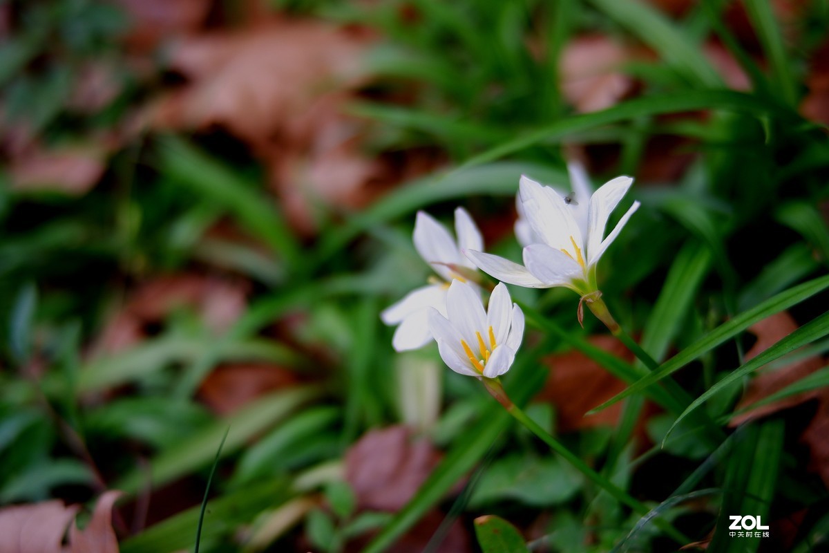 试镜（富士X-T100+七工匠50 1.8手动头）