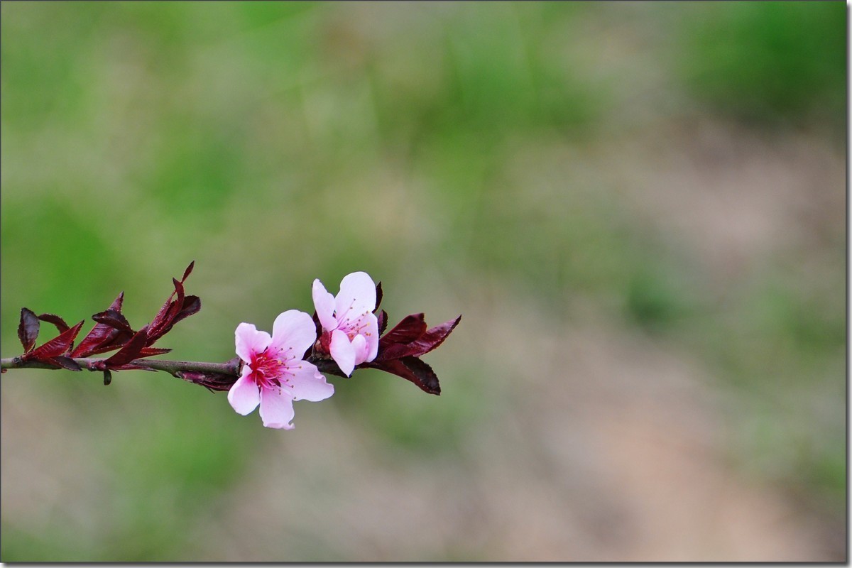 嵩岳公园去赏花
