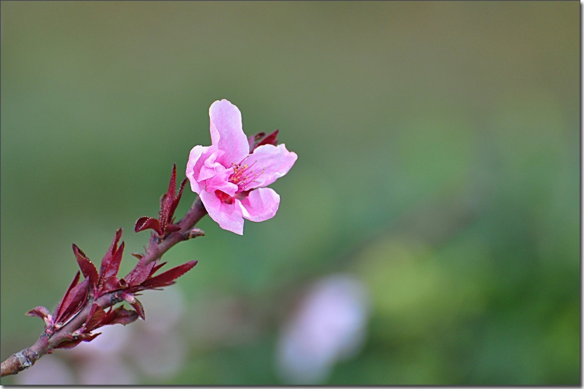 嵩岳公园去赏花
