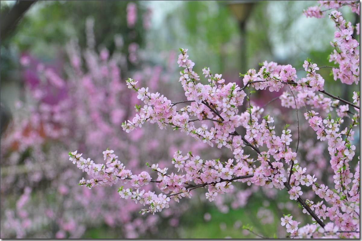 嵩岳公园去赏花