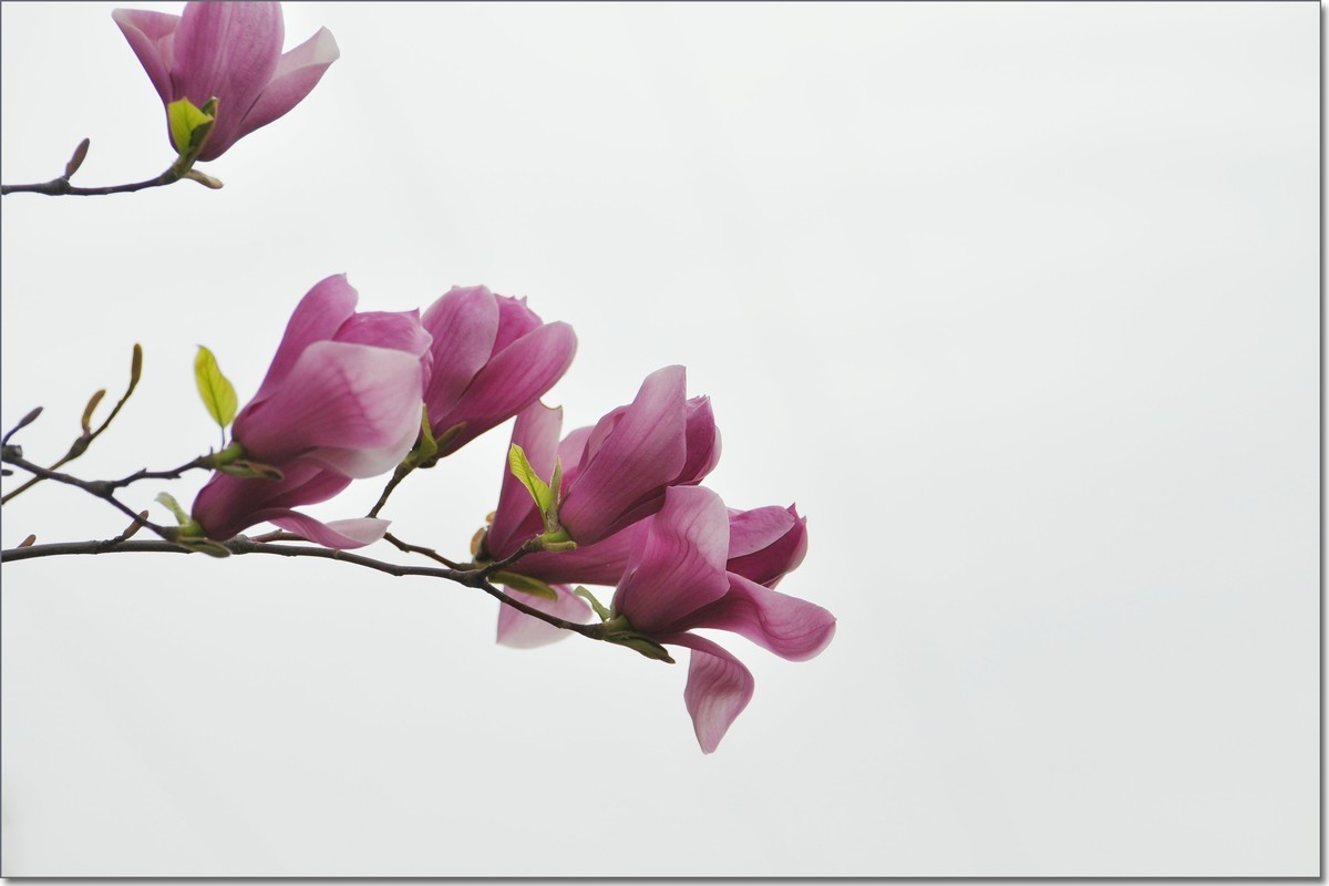 嵩岳公园去赏花