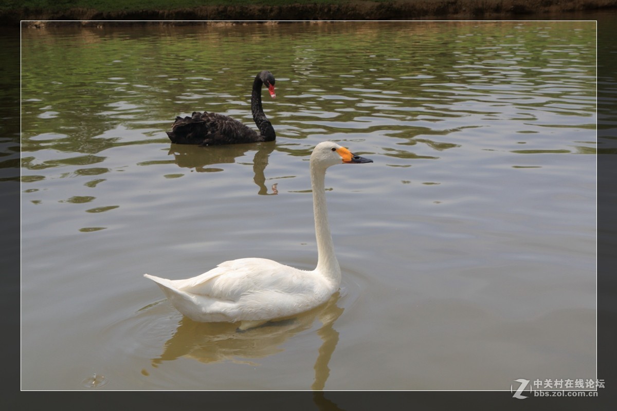 我看像动物园，为什么要叫百草园呢？浙江人真会。。。。。。。！