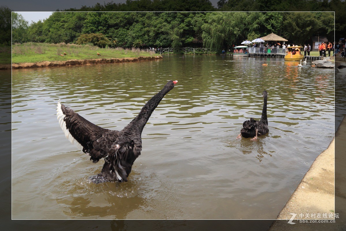 我看像动物园，为什么要叫百草园呢？浙江人真会。。。。。。。！