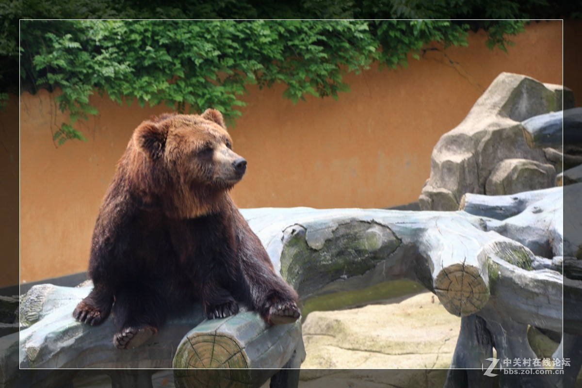 我看像动物园，为什么要叫百草园呢？浙江人真会。。。。。。。！