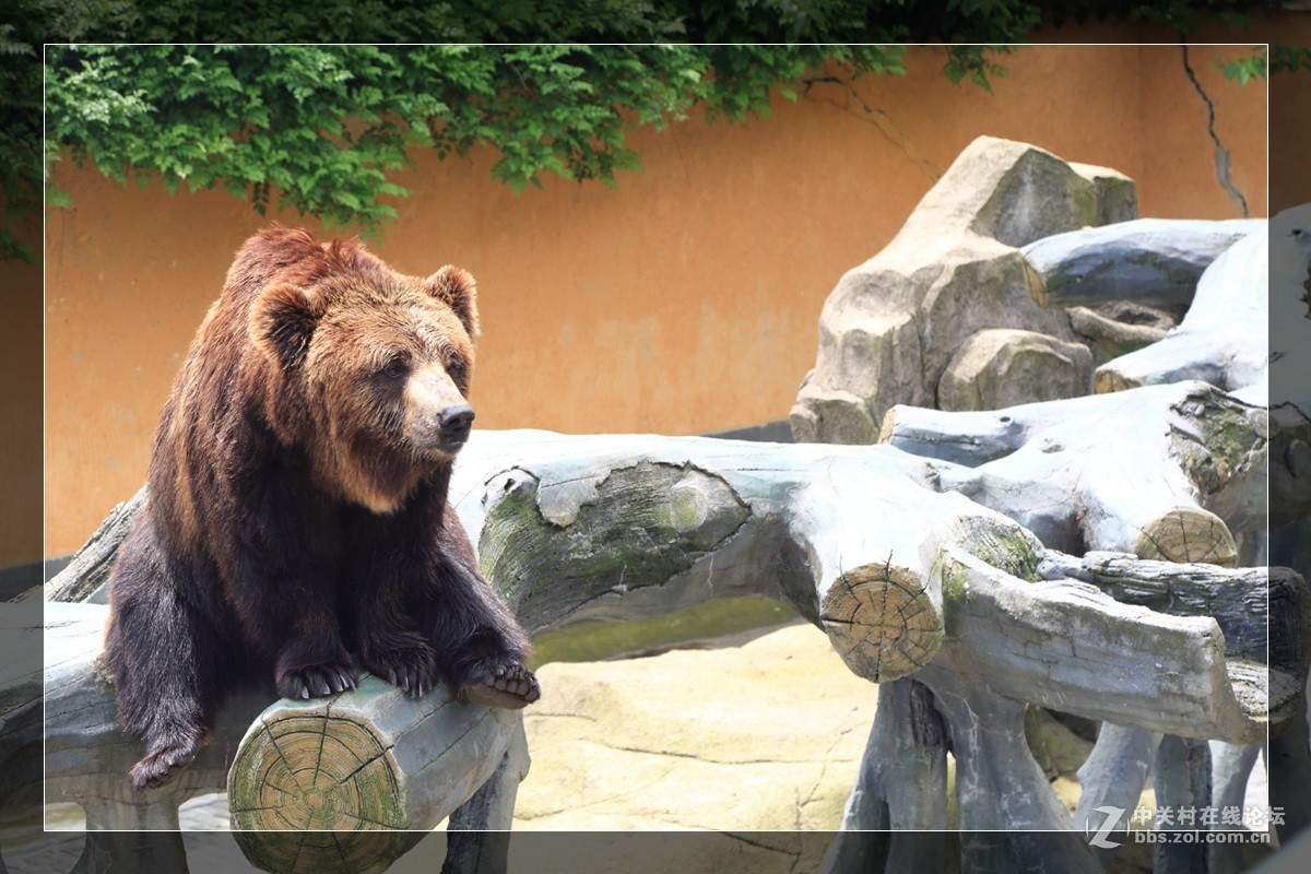 我看像动物园，为什么要叫百草园呢？浙江人真会。。。。。。。！