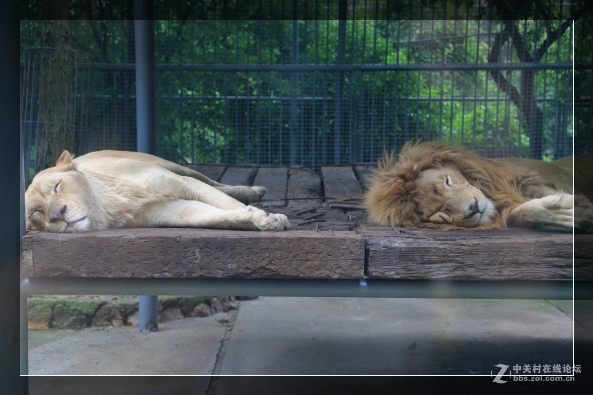 我看像动物园，为什么要叫百草园呢？浙江人真会。。。。。。。！