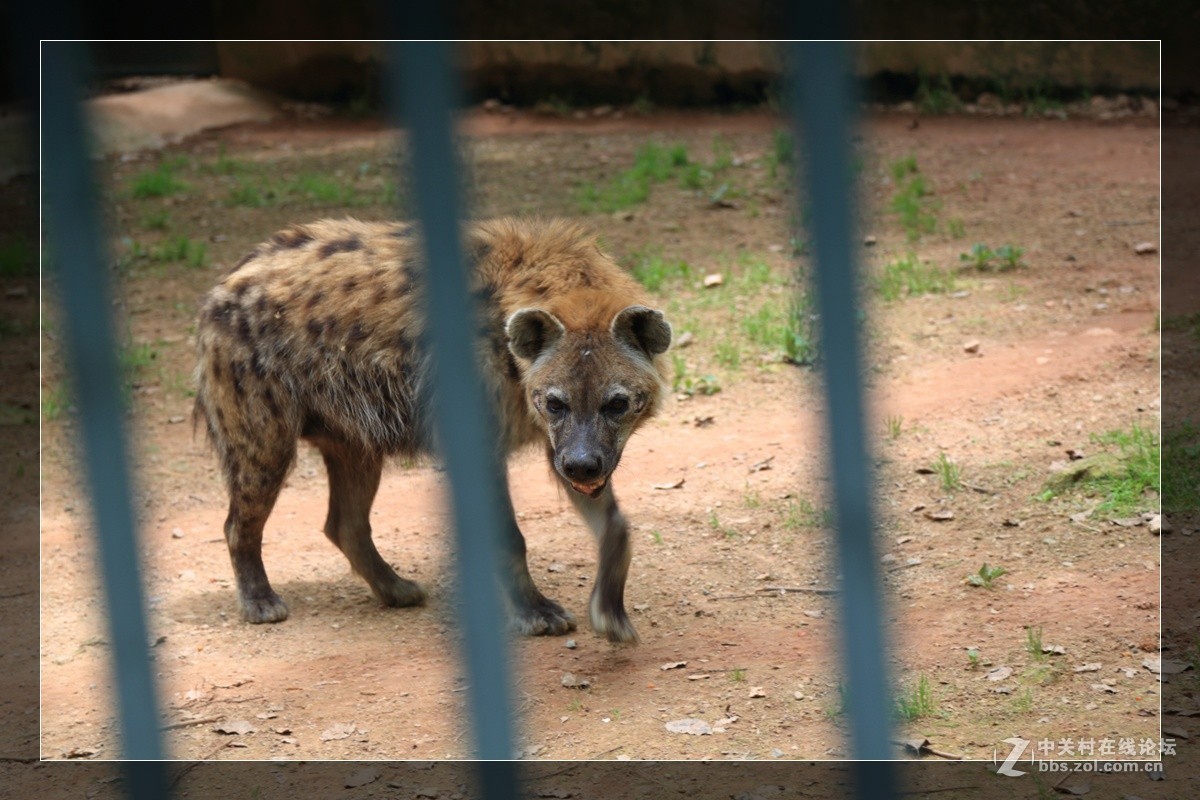 我看像动物园，为什么要叫百草园呢？浙江人真会。。。。。。。！