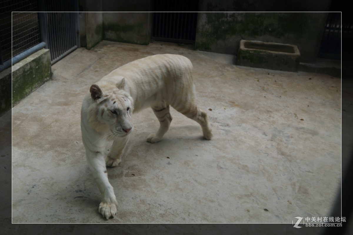 我看像动物园，为什么要叫百草园呢？浙江人真会。。。。。。。！