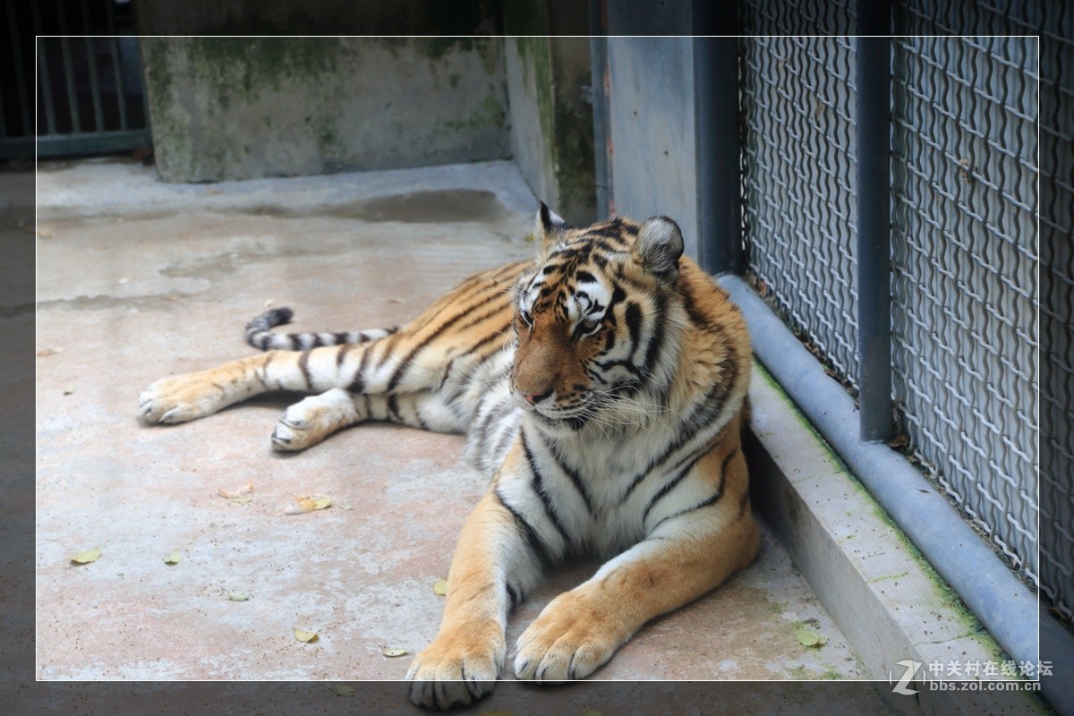 我看像动物园，为什么要叫百草园呢？浙江人真会。。。。。。。！