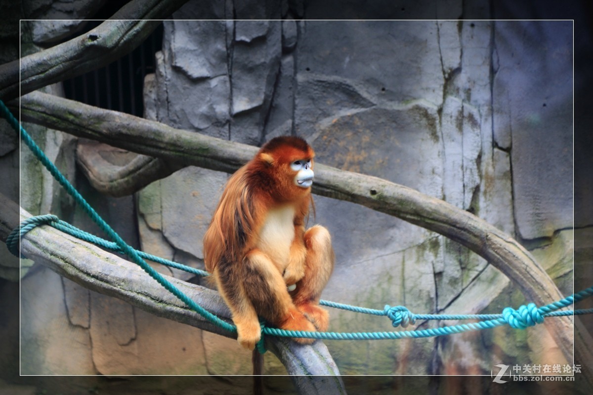 我看像动物园，为什么要叫百草园呢？浙江人真会。。。。。。。！