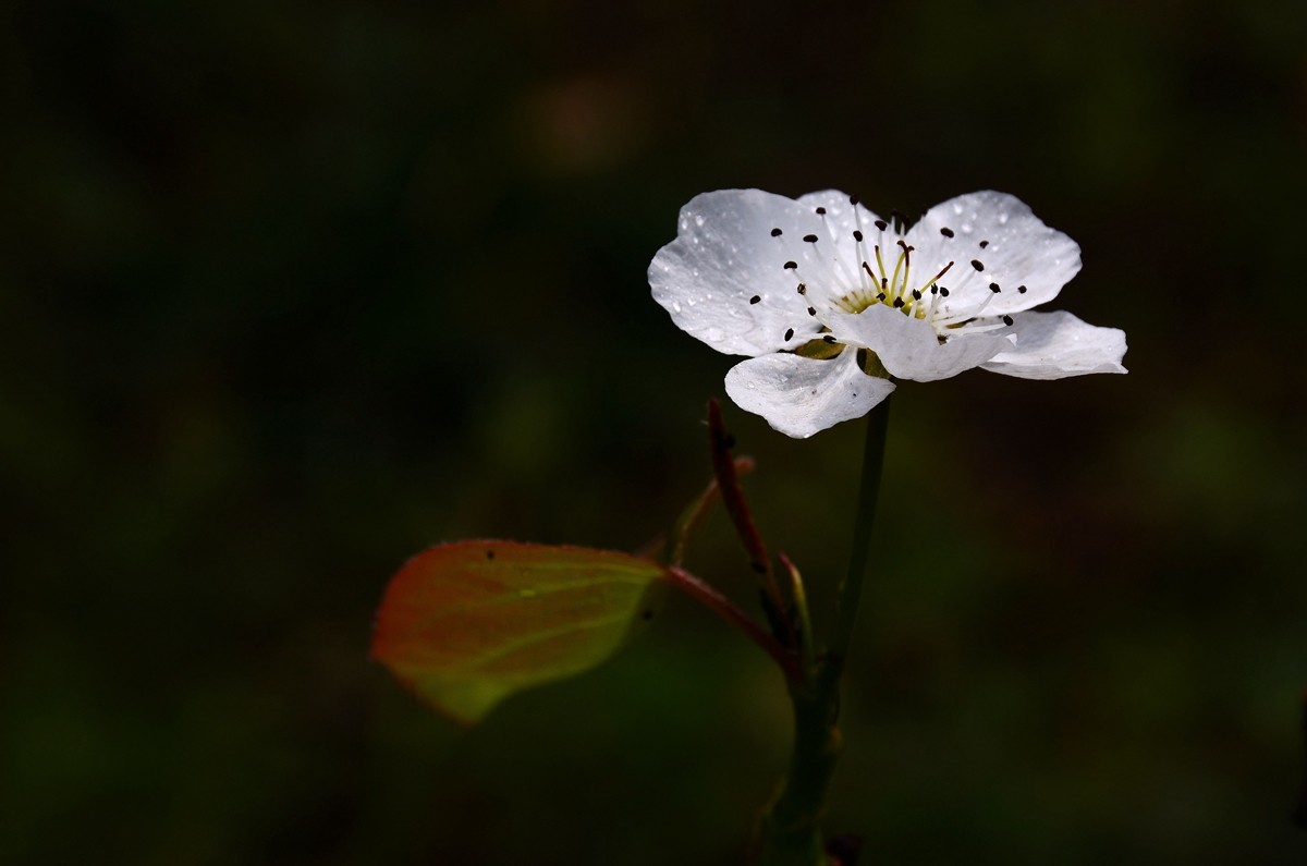 #尼康花卉作品赏析#【千树万树梨花开】 （老阿推荐）