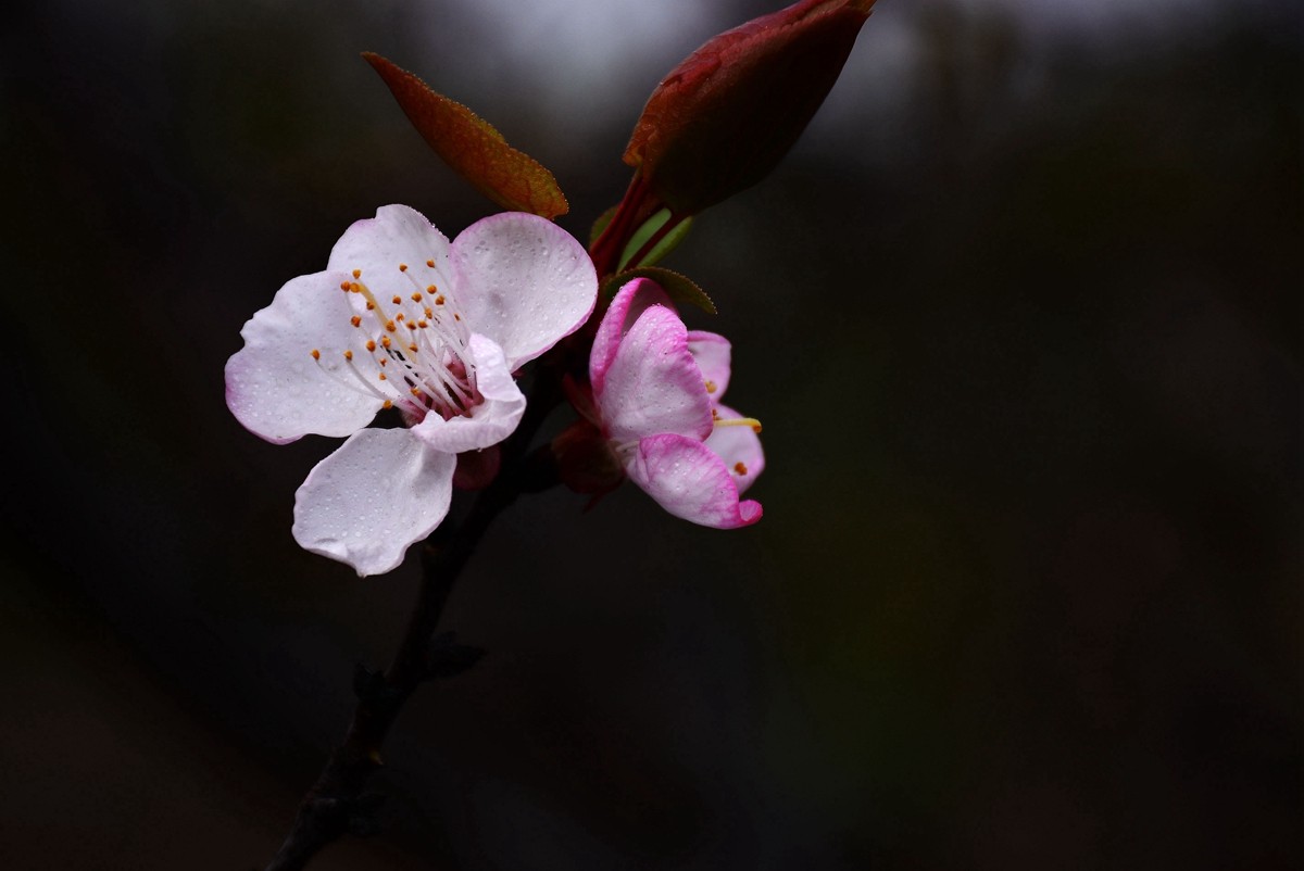 #尼康花卉作品赏析#【千树万树梨花开】 （老阿推荐）