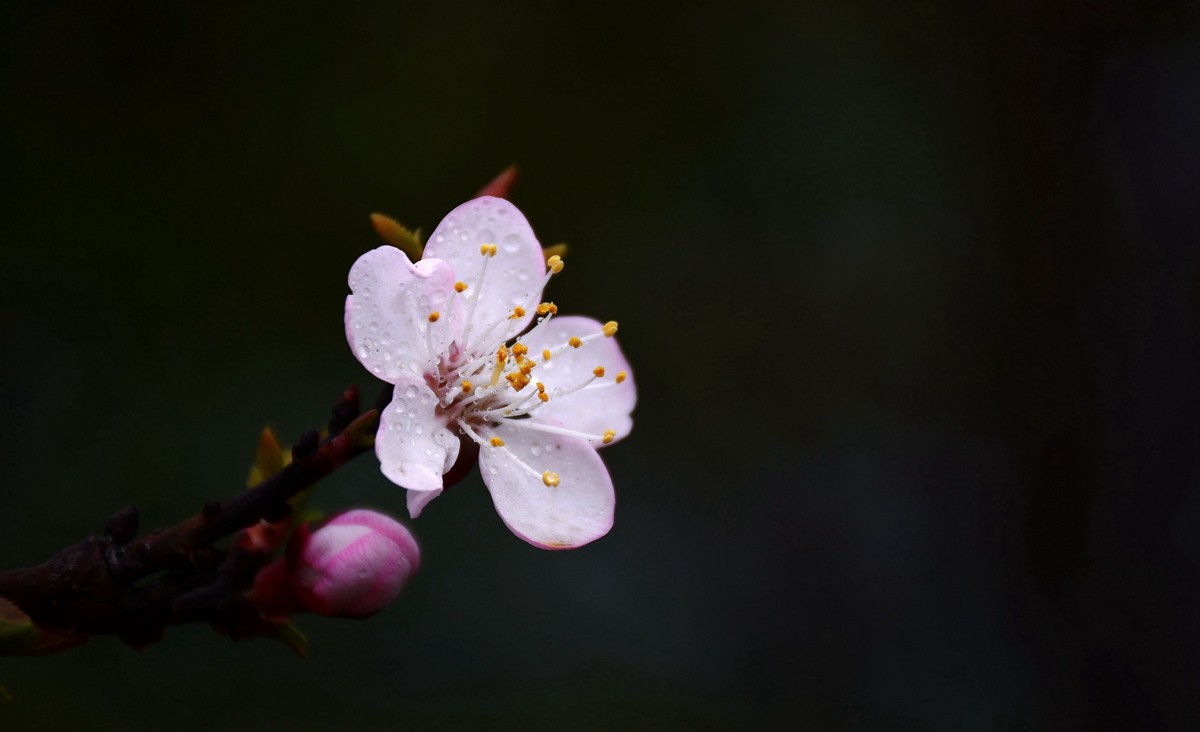 #尼康花卉作品赏析#【千树万树梨花开】 （老阿推荐）