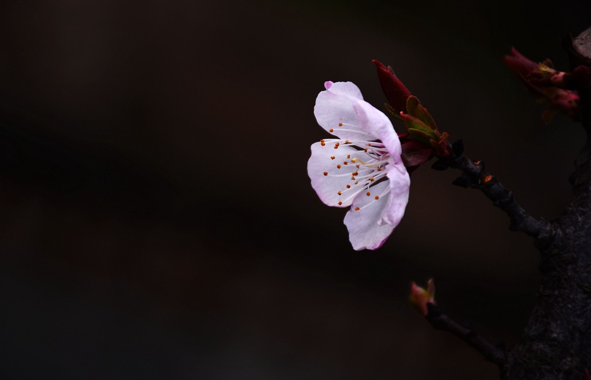 #尼康花卉作品赏析#【千树万树梨花开】 （老阿推荐）