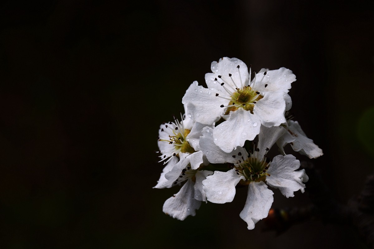 #尼康花卉作品赏析#【千树万树梨花开】 （老阿推荐）